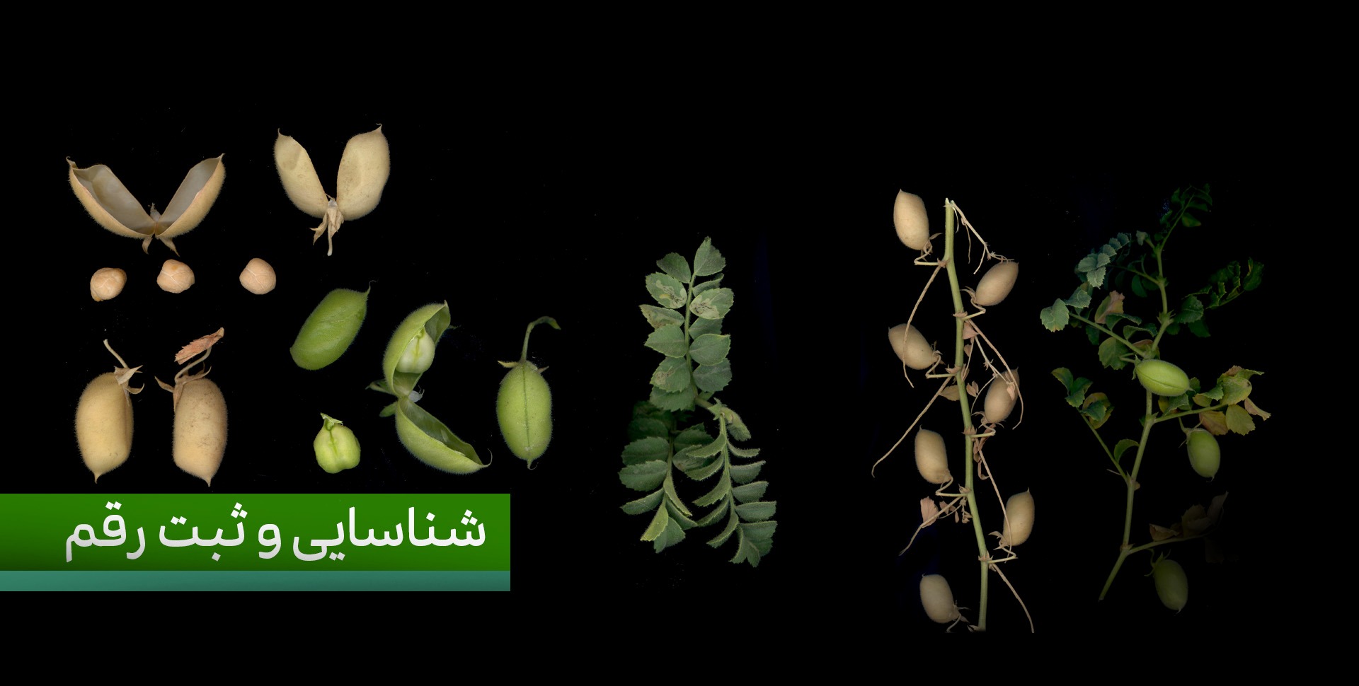 شناسایی و ثبت